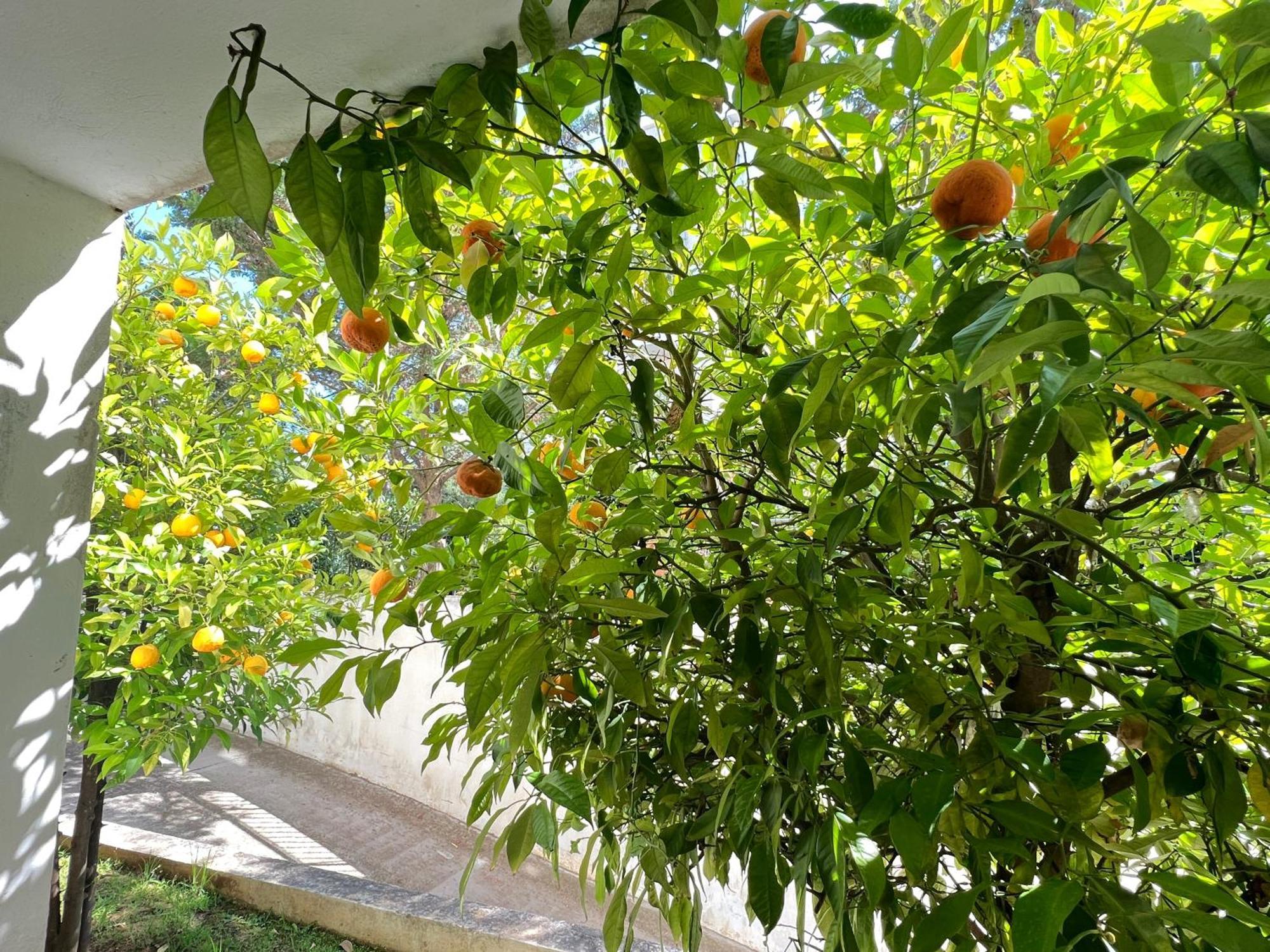 Cozy Fairytal Garden Apartment, Family Friendly, Free Parking, 15 Min To Airport Atina Dış mekan fotoğraf